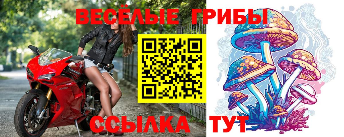 Галлюциногенные грибы Psilocybine cubensis Камышлов