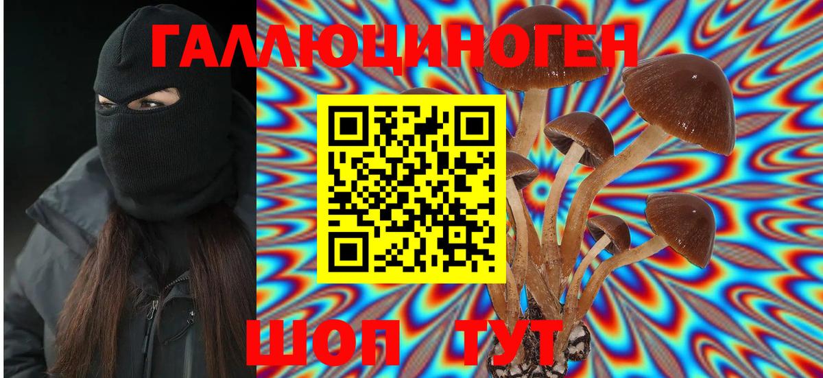 Камышлов  сколько стоит  Вход с VPN  Галлюциногенные грибы Cubensis 